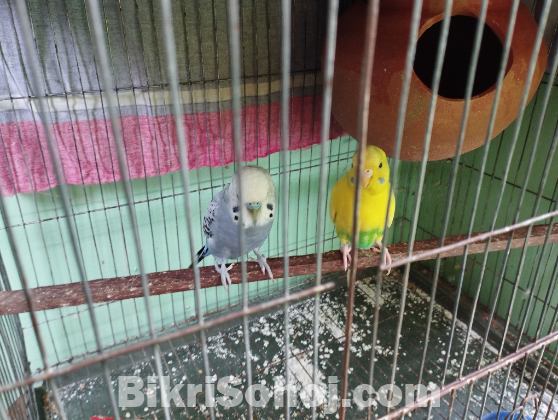 Budgies ( running pair)